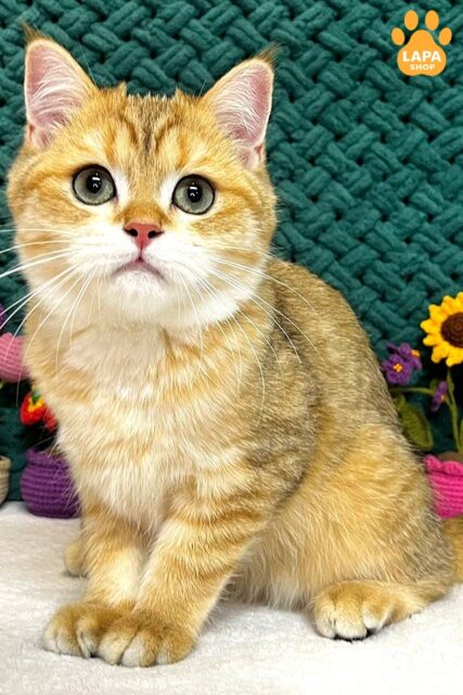 чорний золотй скотіш-страйт