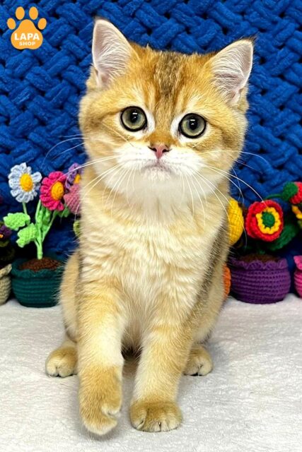 чорний золотий скотіш-страйт