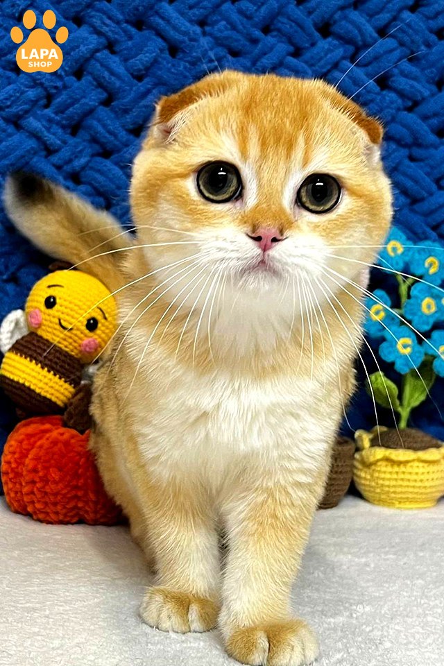 чорний золотий скотіш-фолд