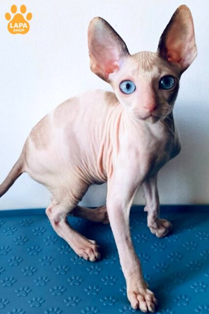 Cornish Rex Laska — Very Affectionate and Companionable Kitty