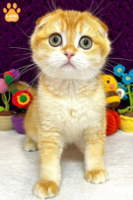 чорний золотий скотіш-фолд