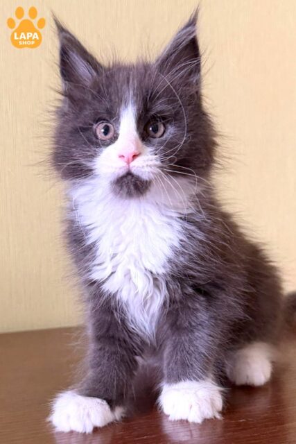 Lucia is a Luxurious Maine Coon Kitty from Champion Parents lucia86