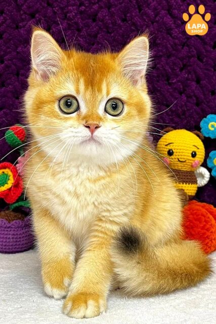 чорний золотий скотіш-страйт