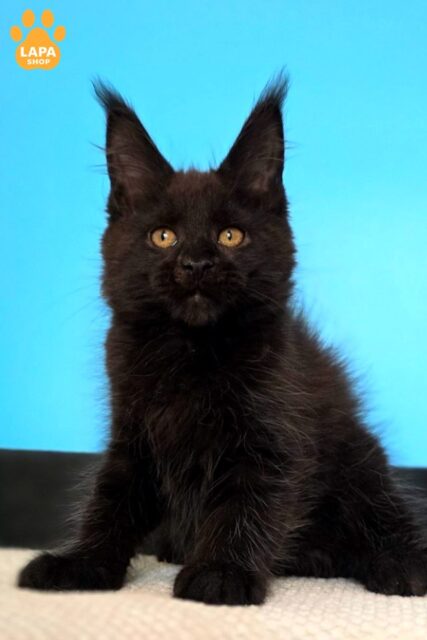 Charming Maine Coon Magia — Your Black Pearl magia5