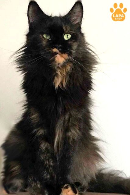Elegant Maine Coon Kitty in an Unique Tortoiseshell Color Kiowa