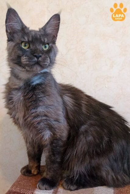 Zeus is a Spectacular Maine Coon in a Luxurious Fur Coat