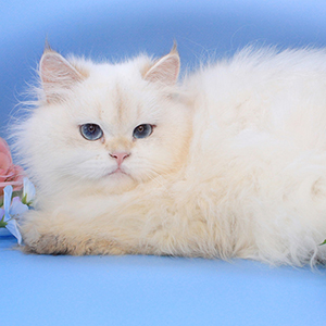 Sunny — британська короткошерста кішка забарвлення чорний тикований пойнт mom