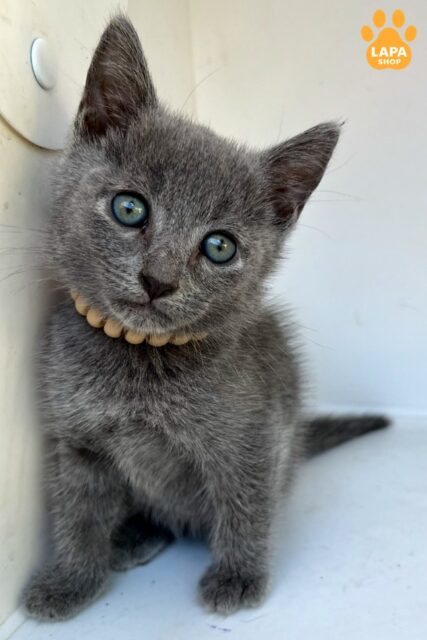 Truly Handsome Russian Blue Kitten Nik
