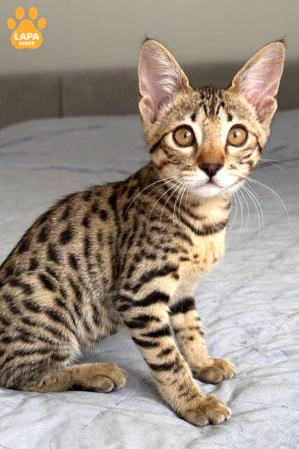 Pantera is a Spectacular Savannah F6 Beauty Which Immediately Attracts Attention