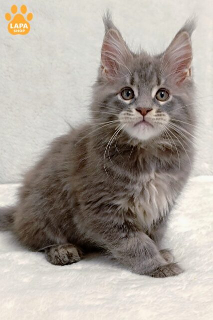 Peach is a Luxurious Maine Coon, in Which Peace, Style and Nobility in One Baby are Complemented by a Very Gentle Character