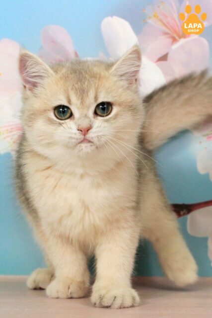 Блакитно-золота британська кішечка Princess чекає на свою королівську родину princess97007