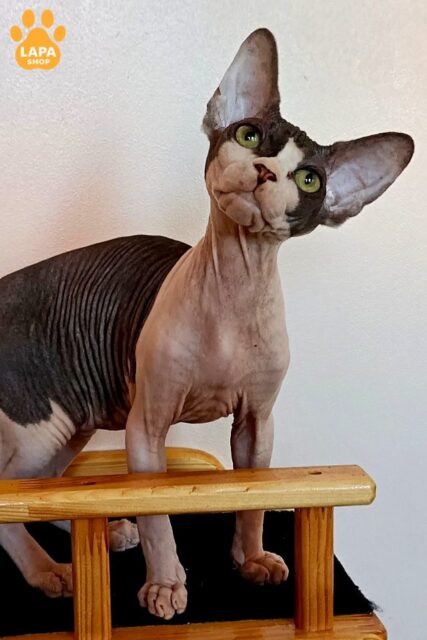 Gentle and Talkative Canadian Sphynx is Your Loyal Friend