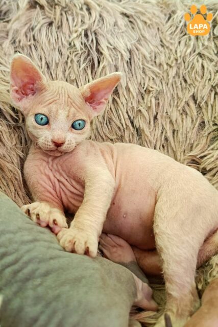 Cute Canadian Sphynx Kitten - a Real Whirlwind of Energy and Positivity
