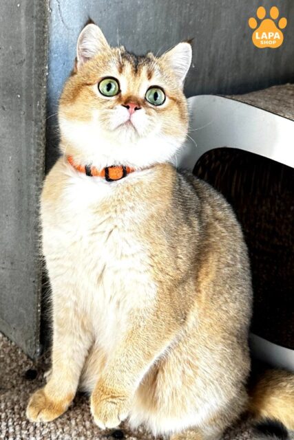 Darla — Beautiful Scottish Kitty іs Waiting for Her Family
