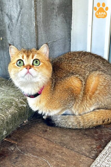 Diva — Incredible Scottish Kitty