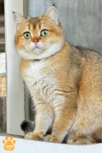 Dana is Charming Scottish Beauty Kitty — Your Future Favorite