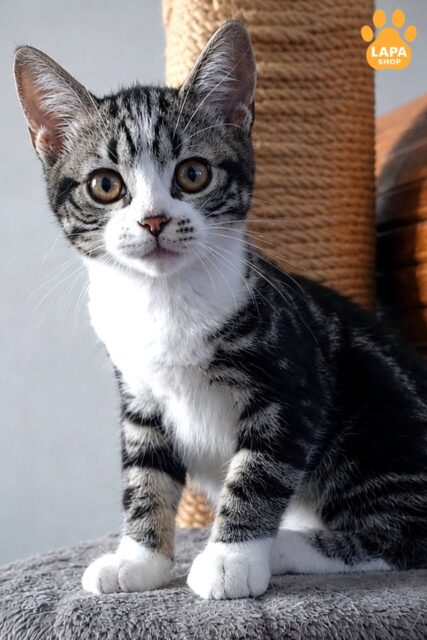 American Shorthair Beauty Sima — Your Gentle Dreamer