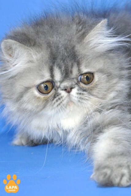 Persian Cat Sindi — Tenderness and Grace in Your Home