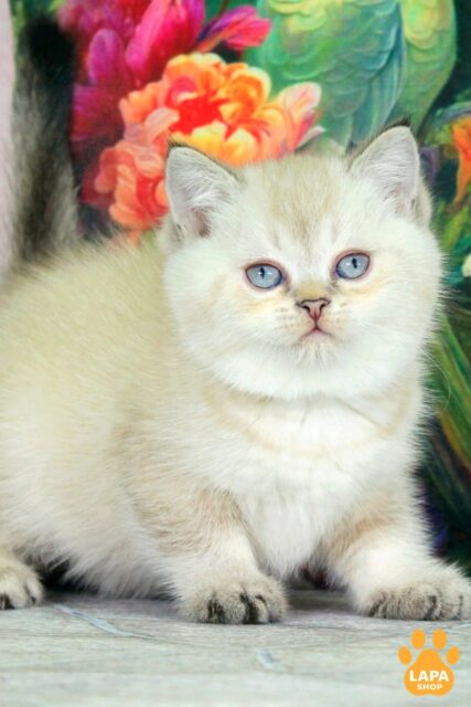 Sunny — британская короткошёрстная кошка окраса чёрный тикированный пойнт