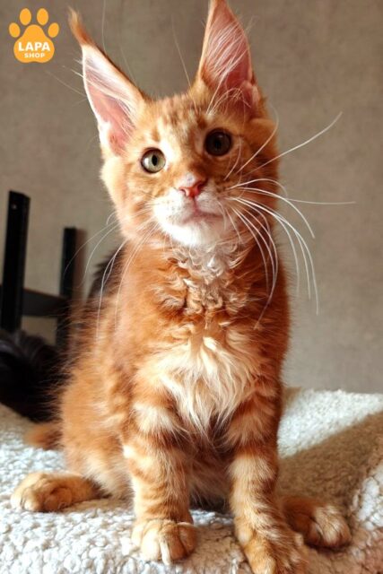 Maine Coon Tamerlan is a Future Giant with Excellent Pedigree Data and a Fiery Coat tamerlan10001