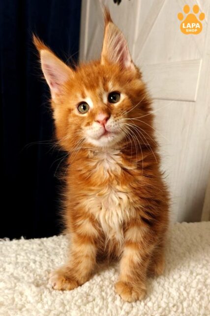 Maine Coon Tamerlan is a Future Giant with Excellent Pedigree Data and a Fiery Coat