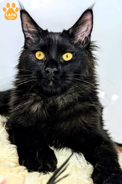 Tesla is a Very Active and Playful Maine Coon Kitty with a Spectacular Black Coat