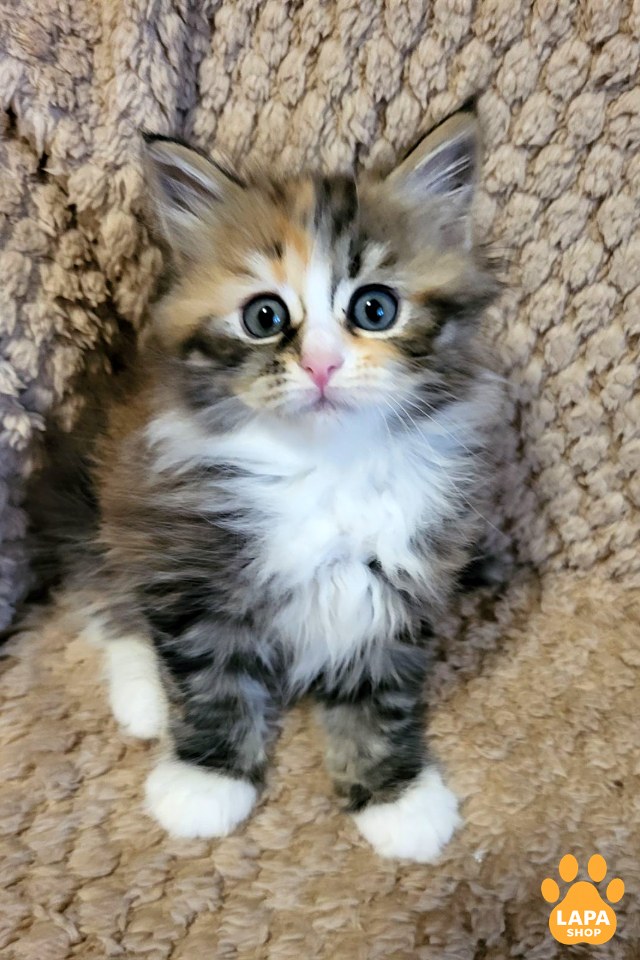 test-breed-test-01