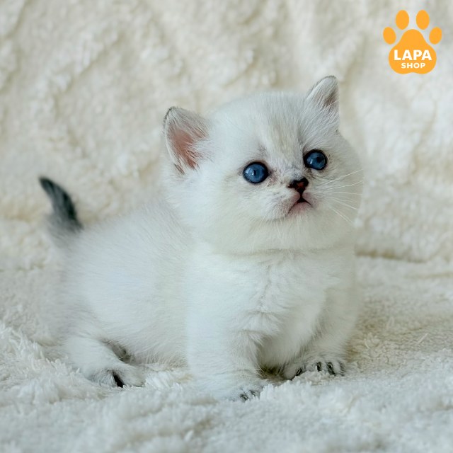 test-breed-test-05