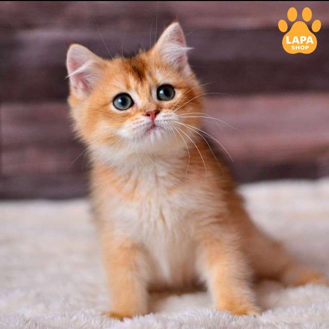 test-breed-test-0522