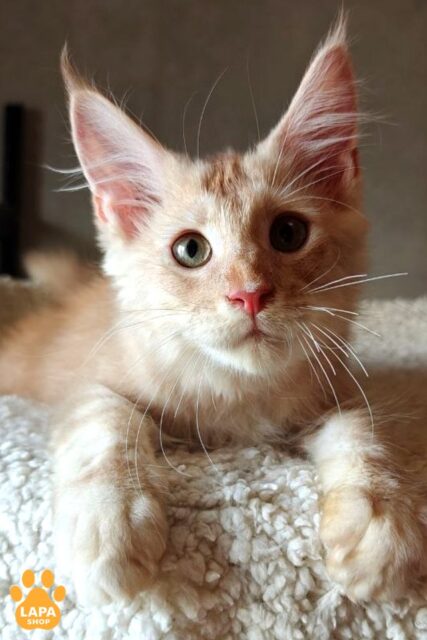 Cream Silver Maine Coon Tolkien is the Best Companion who Will Always be there for you tolkien45
