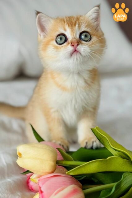 Cute Scottish Straight Kitten Ula in a Golden Coat