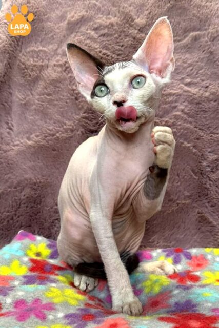 Charming Devon Rex Van — a Playful Companion for Your Family
