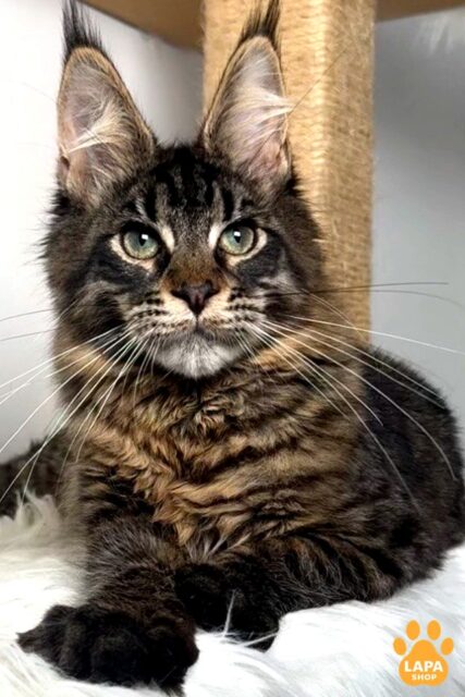 Handsome Maine Coon Kitten Walmar