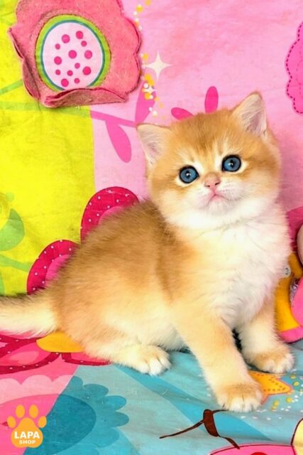 Xander — милый британский котенок в плюшевой шубке xander688