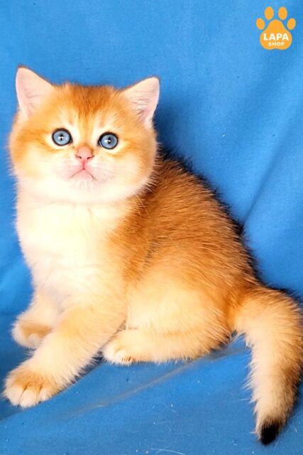 Charming British Cat Xanon, who will Become a Real Golden Treasure in your Home xanon6