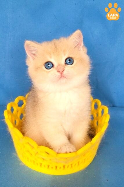 British Handsome Kitten in a Delicate Blue Golden Color Xavier