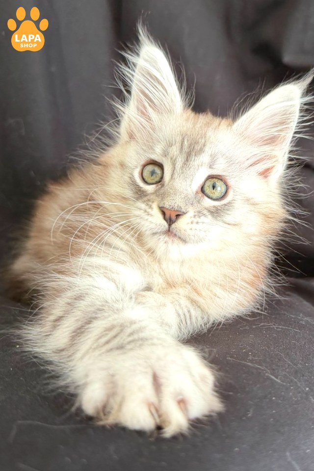 Maine Coon Yanius with a Gentle Color and Fluffy Coat yanius6