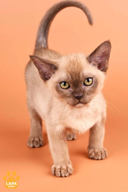 Эффектный котенок породы европейская бурма шоколадного окраса Zair