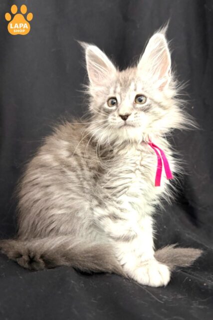 Spectacular Maine Coon Kitty in a Fluffy Coat Zama