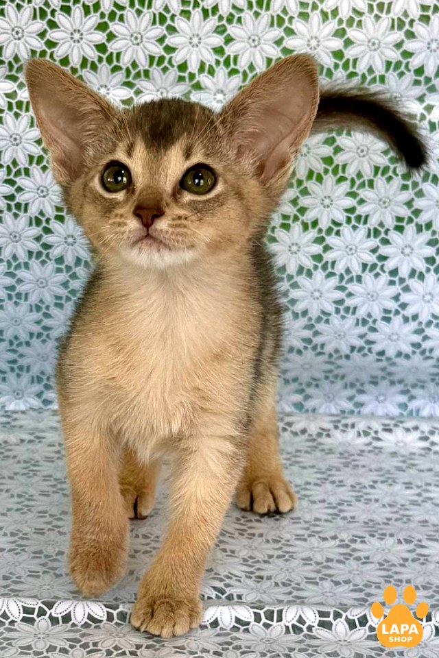 zhasmi00