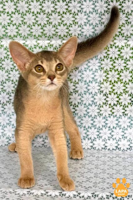 Charming Abyssinian Kitten Zhasmin — Your Blue Dream