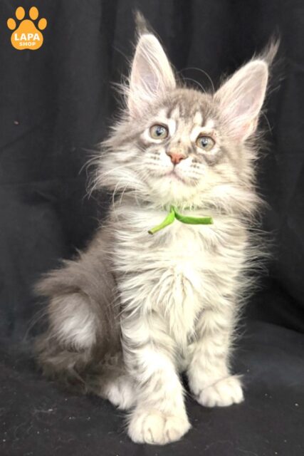 Maine Coon Zimba — A Beauty That Will Charm at First Sight