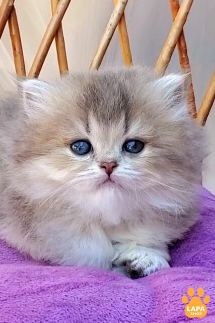 Blue Golden Ticked British Longhair Beauty Zlata zlata