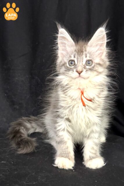 Zoryana is an Elegant Maine Coon Kity that will Bring Joy and Comfort to Your Home