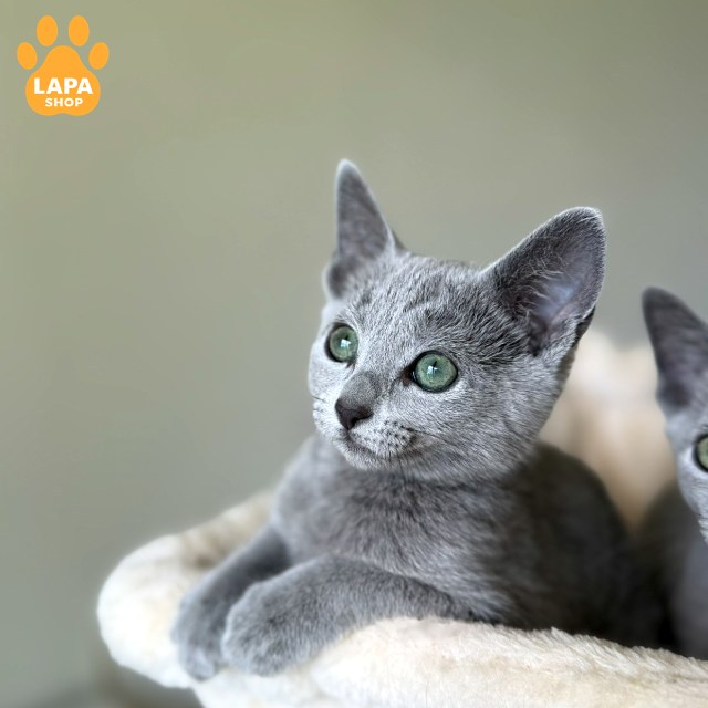 zoya