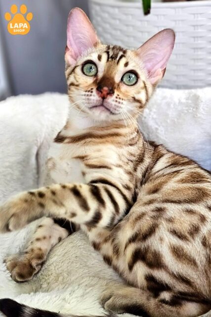 Incredibly Gentle and Active Bengal Cat Quint — Your New Family Member