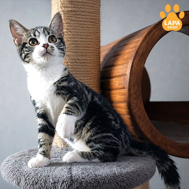 amerykanska-korotkoshersta brown-tabby-white