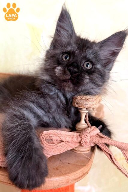 Эффектная дымная кошечка мейн-кун Maddy, которая станет настоящим украшением вашего дома 1783089184029 ky7b meyn kun maddy 01