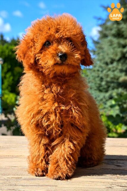 toy-pudel red