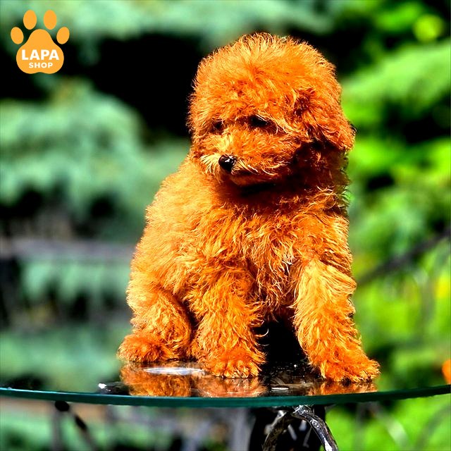 toy-pudel red